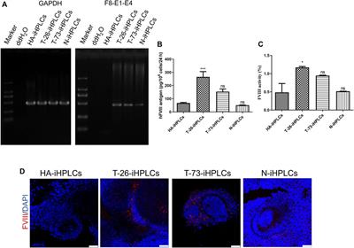 Correction of F8 intron 1 inversion in hemophilia A patient-specific iPSCs by CRISPR/Cas9 mediated gene editing